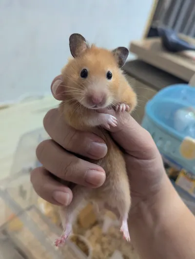 【倉鼠阿魯觀察日誌】最高效的有機暖暖包