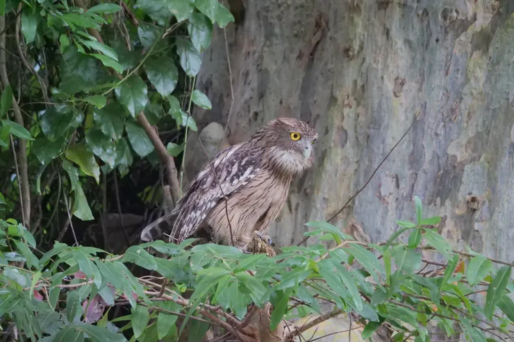 Brown Fish Owl