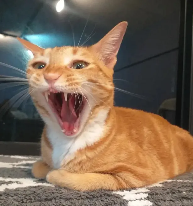 貓咖啡廳的貓 太可愛了!