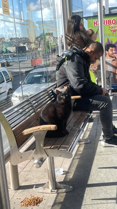 土耳其人對貓是真愛！