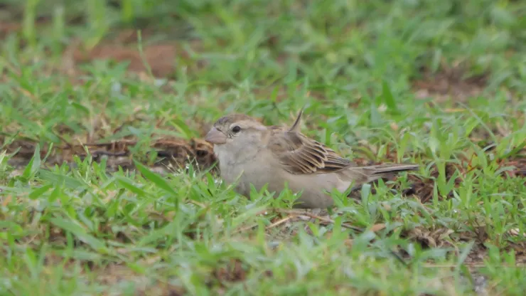 家麻雀雌性，整隻啡色