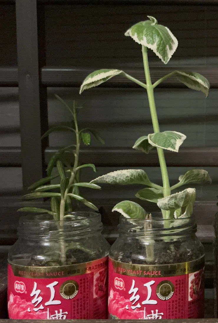 歪腰和紅糟左右手(2024/11/2攝)