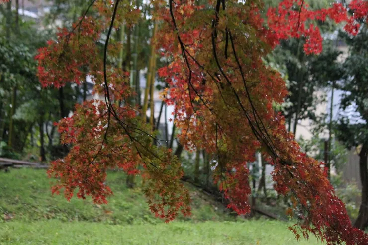 轉黃轉紅的楓葉在樹林與草地間鋪展，細雨讓這一場秋日交響曲更顯空靈與深遠。
