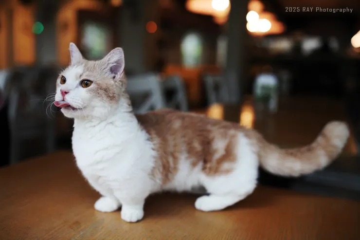 彷彿聞到了熟悉的味道。 其實，也才兩個禮拜沒吃而已……