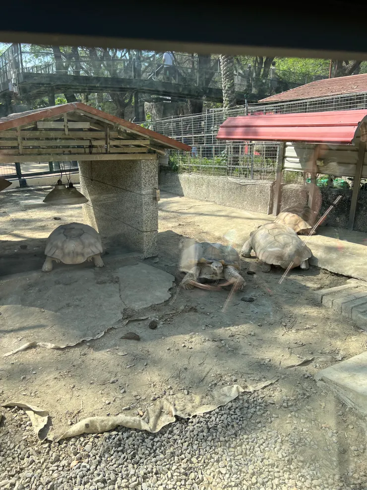 象龜🐢