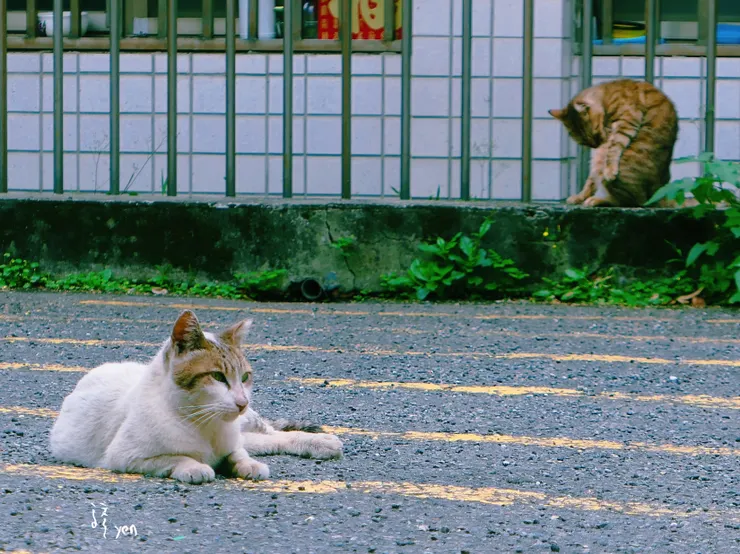 永遠療癒的風景