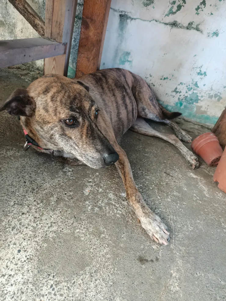 小虎每天都躲在桌子下面