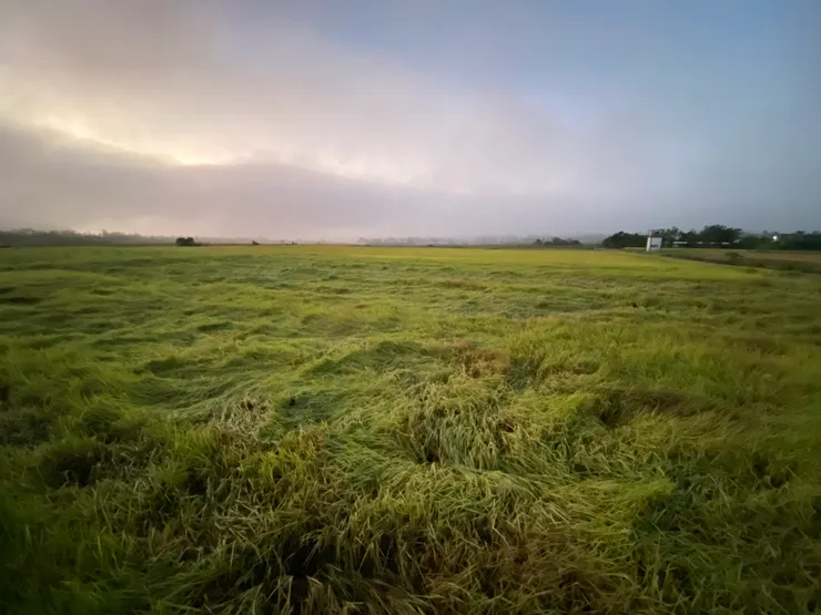 飽滿的稻穗垂垂