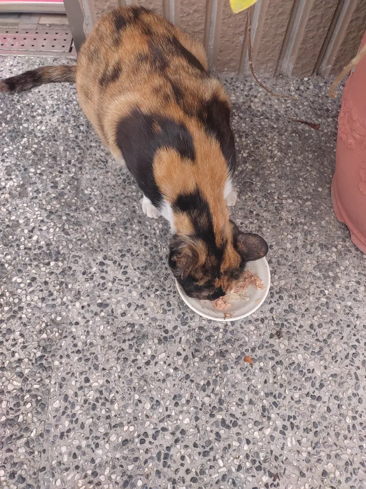 三花貓：喵~本喵吃飯最大！！