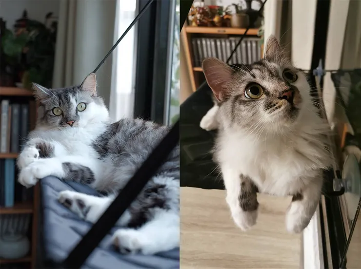 貓咪鏟屎官薾桐的超可愛貓貓 圓圓