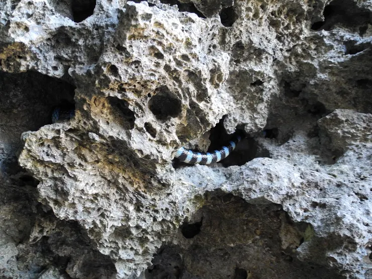 藏身在珊瑚礁孔洞中的黑唇青斑海蛇(拍攝於臺東)