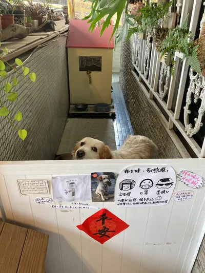 遇見狗狗前輩都要有禮貌