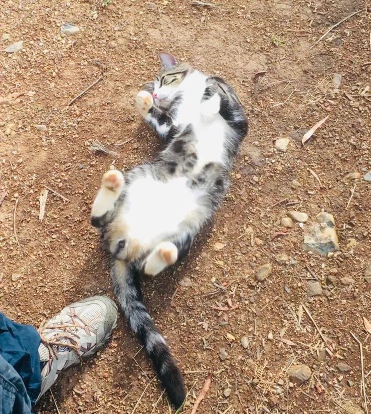 我走得好累阿!! 抱我 快抱我~