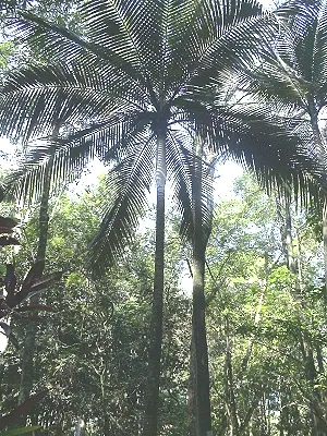 src