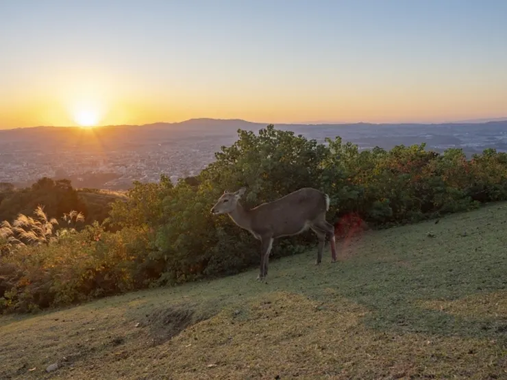 秋天的太陽稍縱即逝 (圖片來自Photo-ac)
