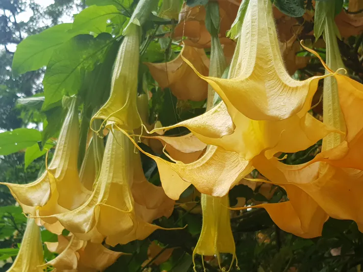 看過大谷翔平的曼陀蘿更好奇這花了!