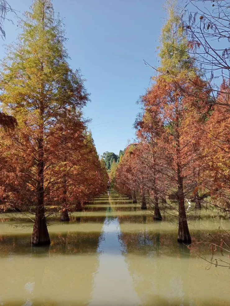 團友潘小姐落羽松美照