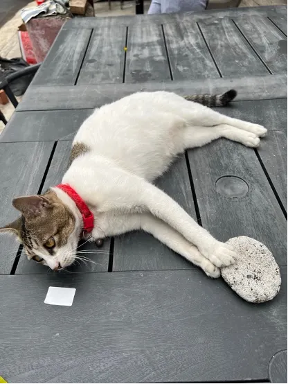 沙頭角原居“貓”