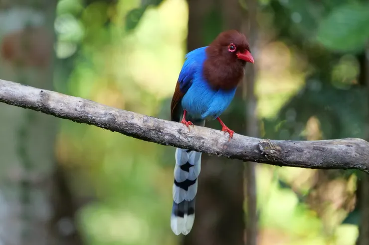 主角來了Blue Magpie 斯里蘭卡獨有種