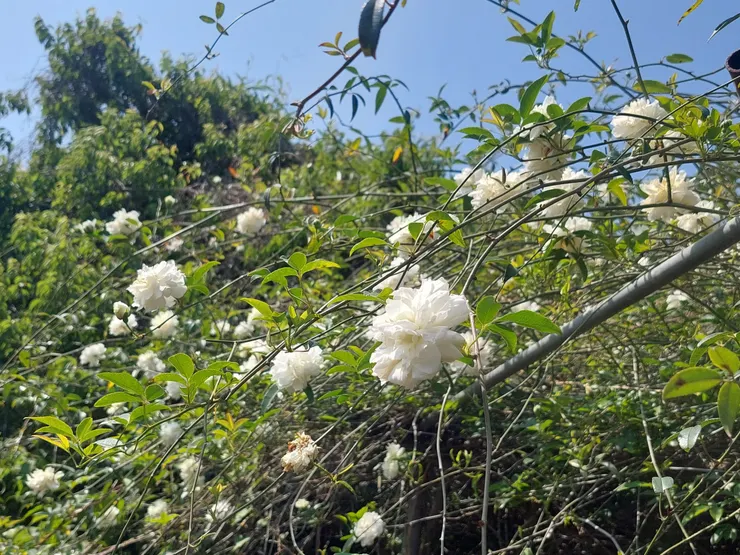 青莖萬條，充滿靈動與飄逸之美的荼蘼