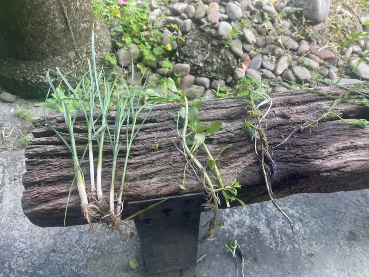 誰是稻子？誰又是稗草呢？當然，絕對不可能只會長這兩種草喔