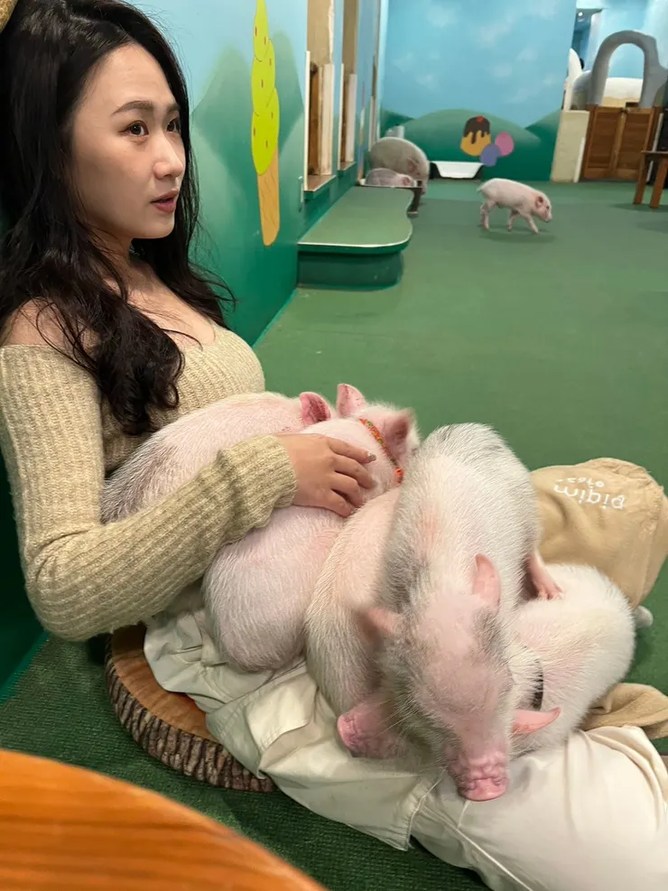 豬仔會一窩蜂往你身上擠