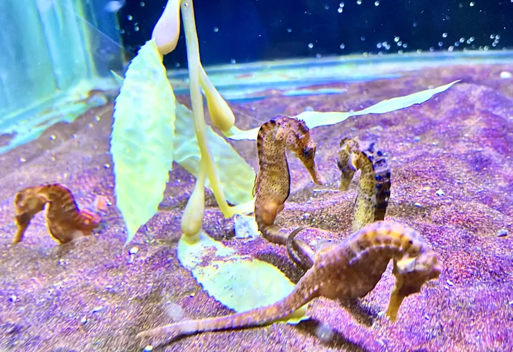探險島水族館-巴西海馬