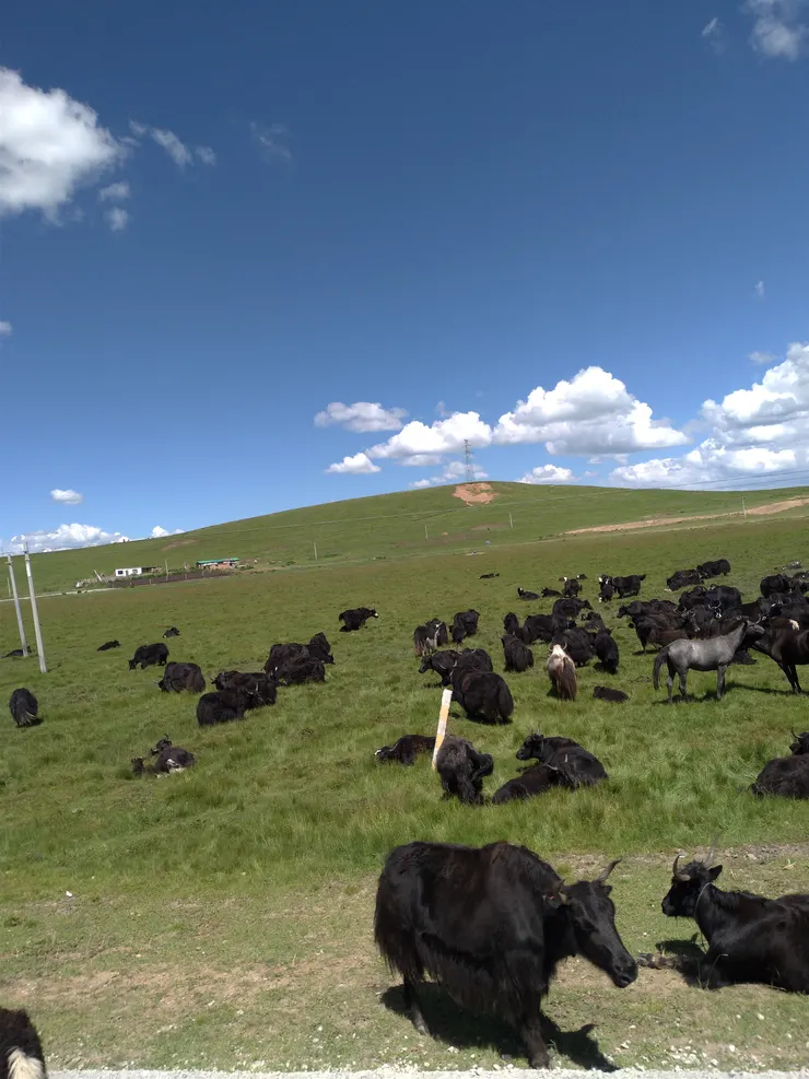 草野上的氂牛群