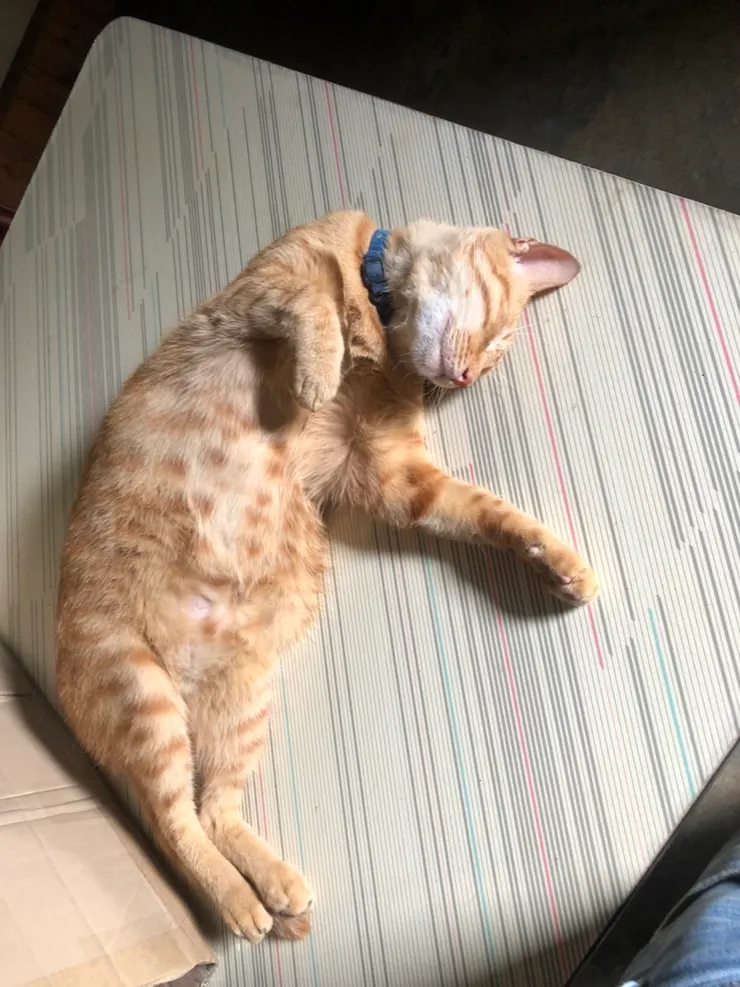 記水管是隻在哪都自由的貓咪，讓我有點羨慕呢。