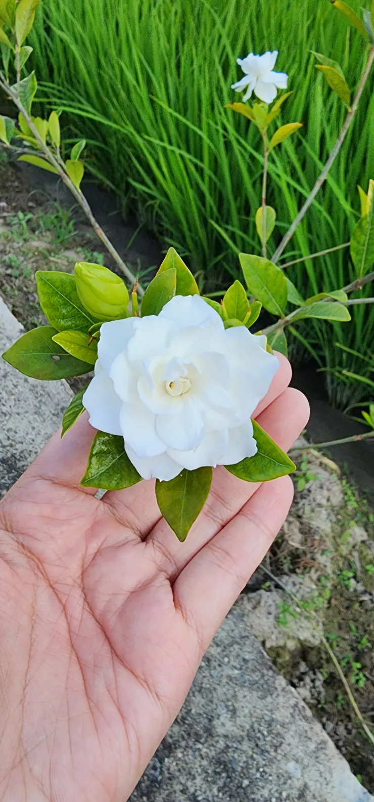 結識路邊一朵小花