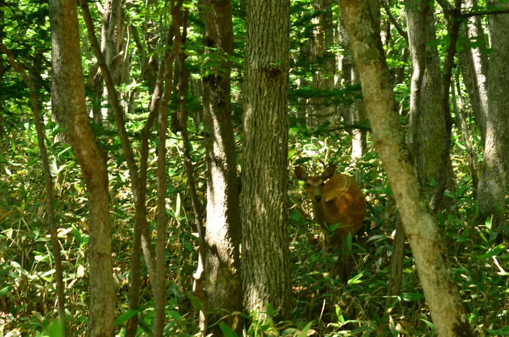 蝦夷鹿突然現身
