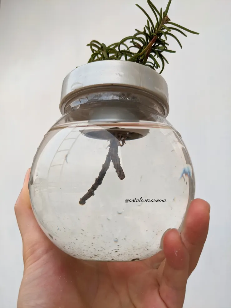 水耕扦插 - 攝於 2021.8