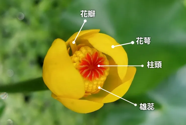 台灣萍蓬草的花部結構