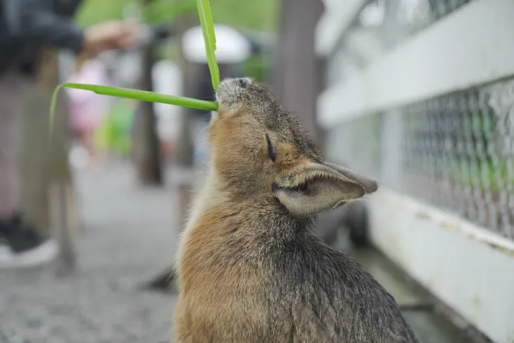 吃草吃到瞇瞇眼的幸福兔豚鼠。(攝影/曾耀玄)