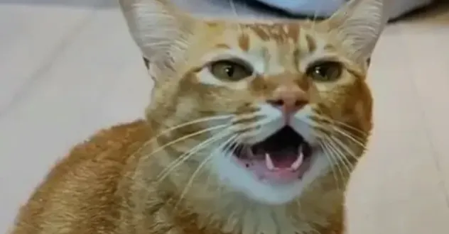 東方加油的沙龍