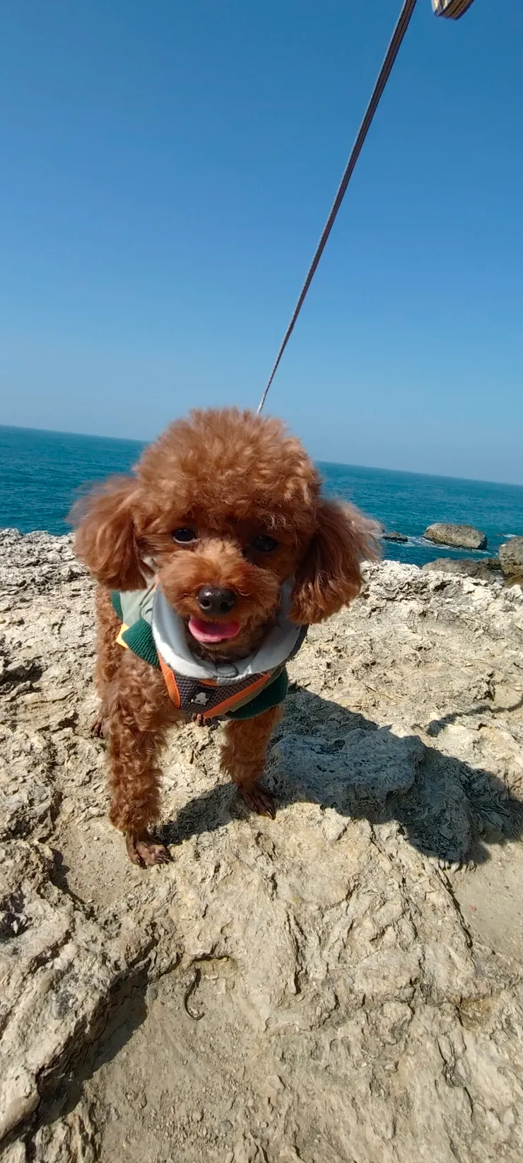 差點被猴子抱去當孩子的毛孩😂😂