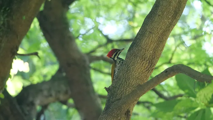 看起來是為成年的鳥,樣子比較懵懂