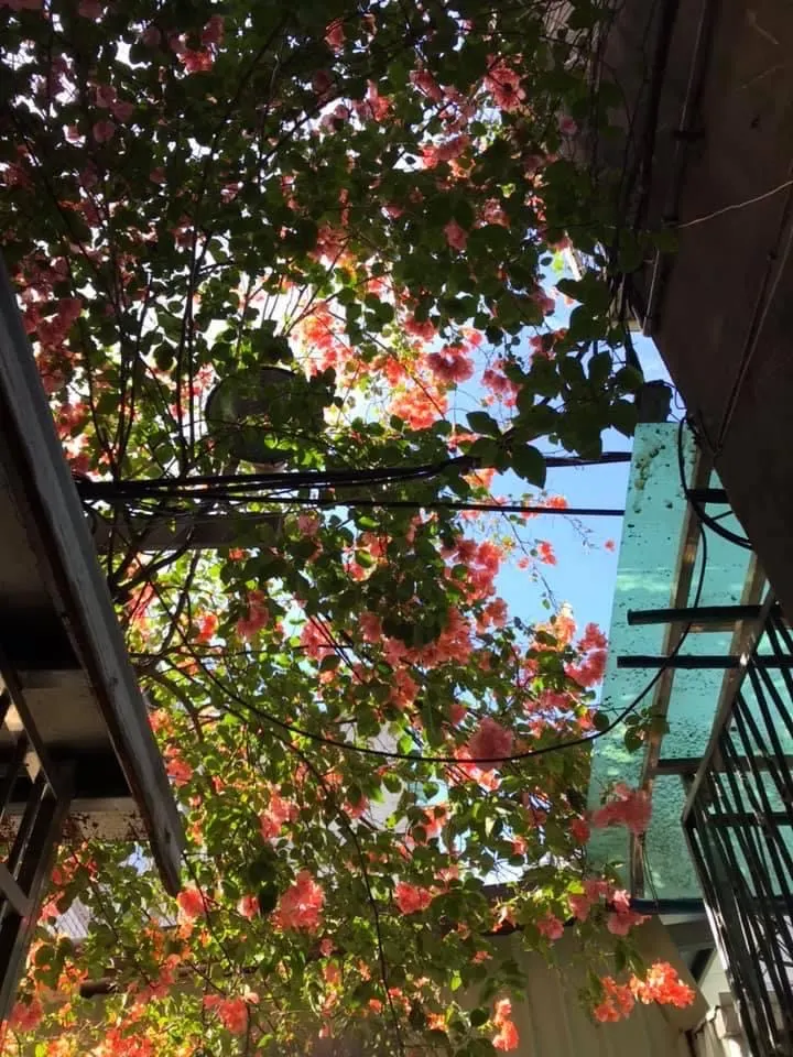 這是我今天早上的「看見」，鄰居家的花在藍天的背景下，真美！