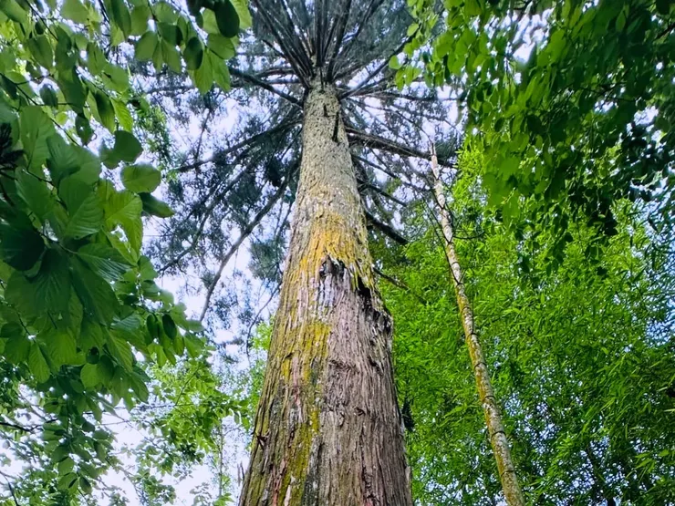 樹幹上沒有任何攀附的植物，多了許多蜘蛛和蜘蛛網，直覺讓我打消了要抱他的念頭。