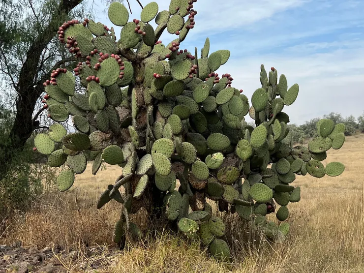 仙人掌上一顆顆紅紅的果實就是tuna!