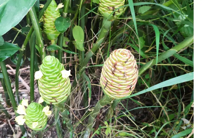 8月份花穗開始轉紅
