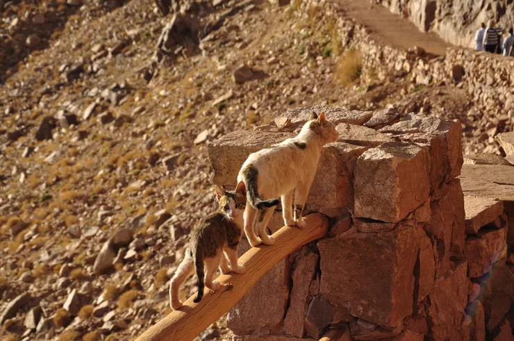 陪伴著遊客們下山的大貓小貓