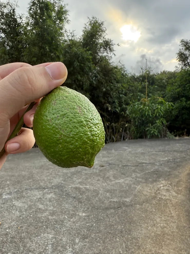 2025/09/07 摘檸檬