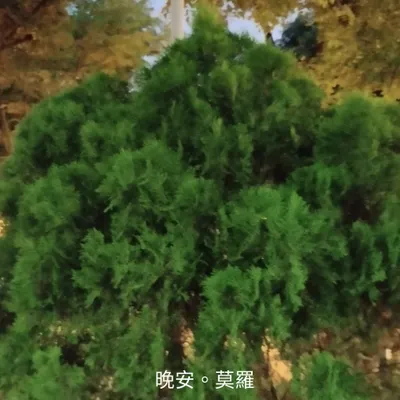 晚安。莫羅的沙龍