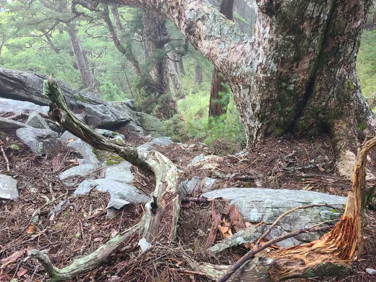 沒跟到路方向越走越偏，硬從下方箭竹林直上石瀑回稜線。這邊很陡，照片看不出來