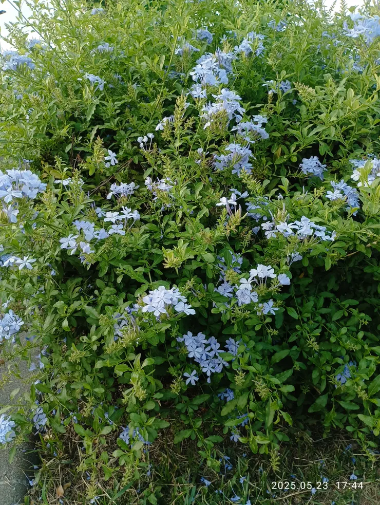藍雪花