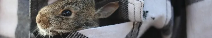 白鹿青涯Deerhapsody