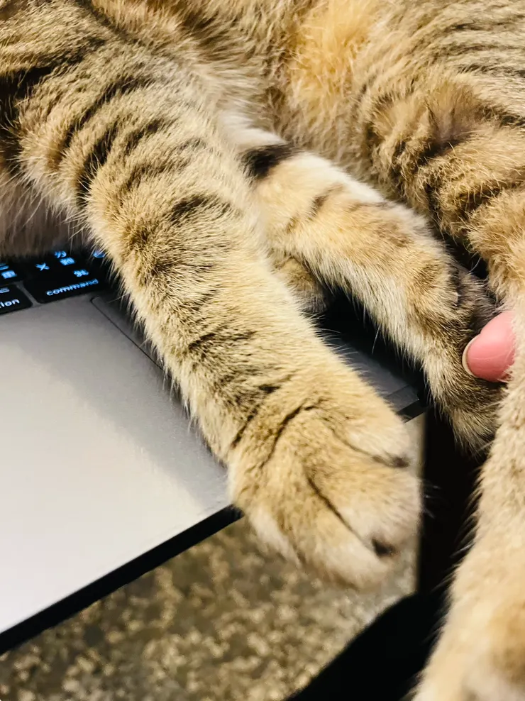 可愛貓咪的腳交