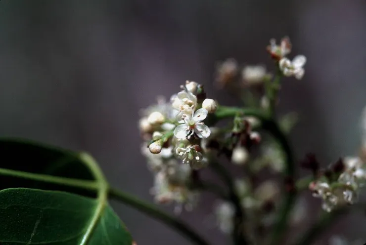 圖片來源: PlantNet.org
