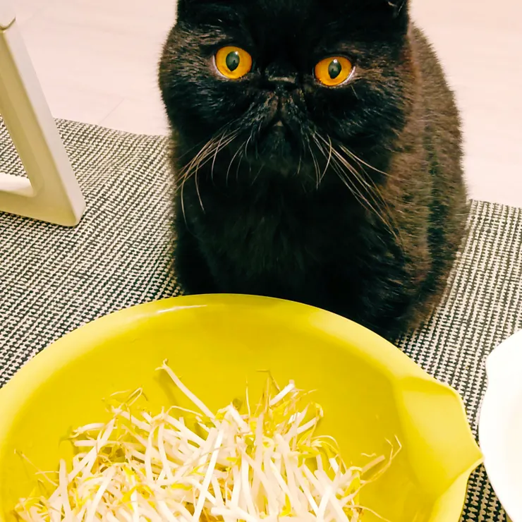 三郎與豆芽菜~♥️                                                                                            梵靈乾坤工作室提供